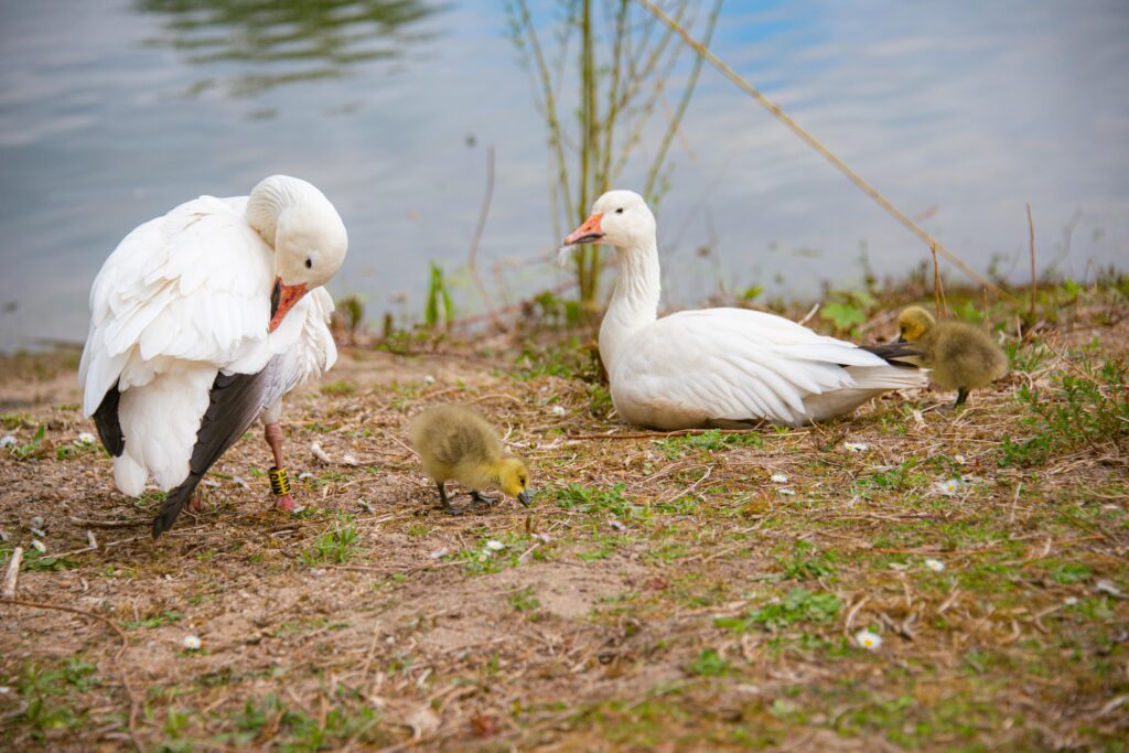 Two adult snow geese sitting by the water with two goslings.