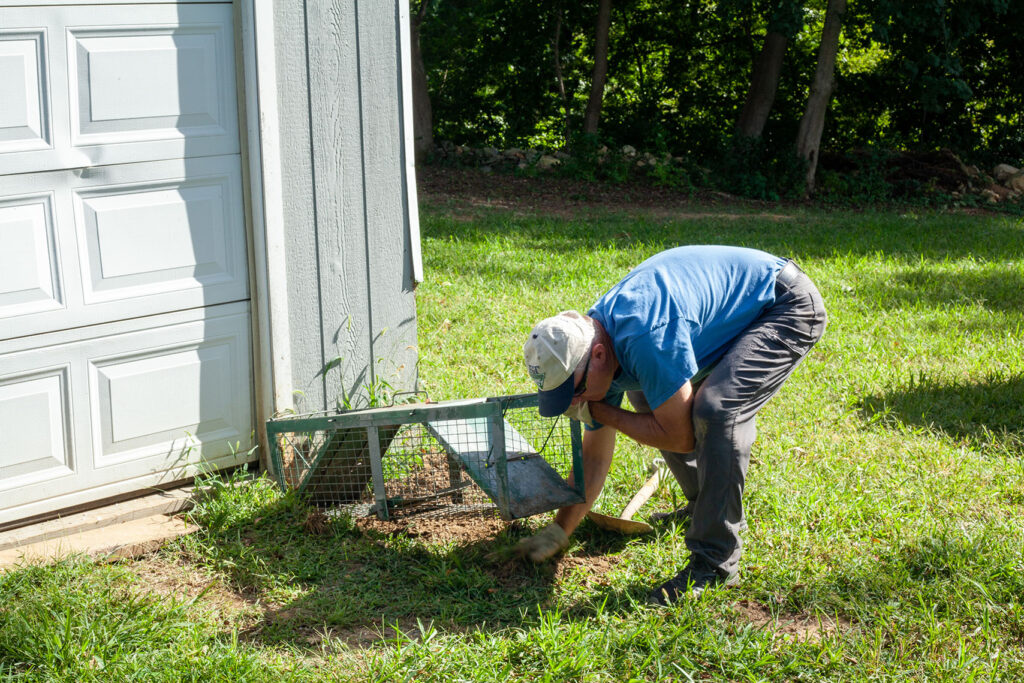 Dan setting up a live trap for a groundhog by a blue shed.