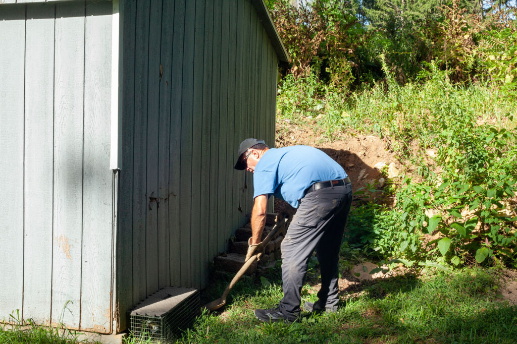 Dan setting up a live trap for a groundhog by a blue shed.