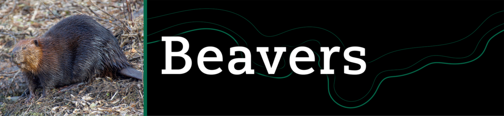 Header that says "Beavers" with an image of a beaver