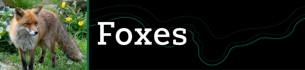Header that says "Foxes" with an image of a fox