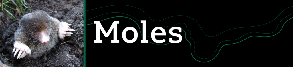 Header that says "Moles" with an image of a mole