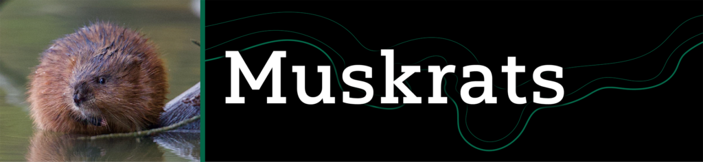 Header that says "Muskrats" with an image of a muskrat