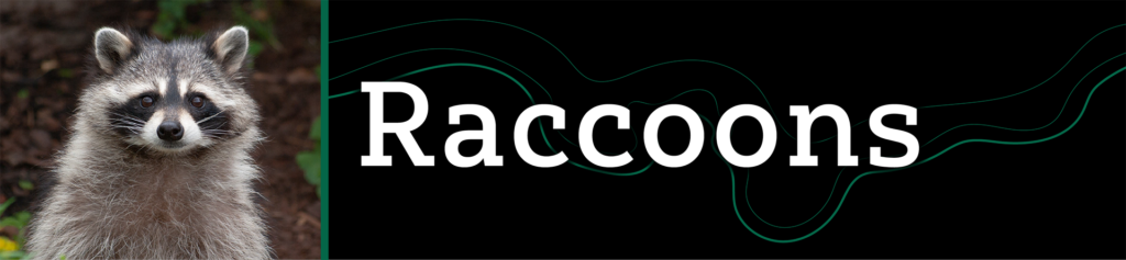 Header that says "Raccoons" with an image of a raccoon