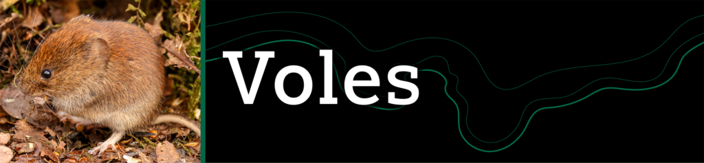 Header that says "Voles" with an image of a vole