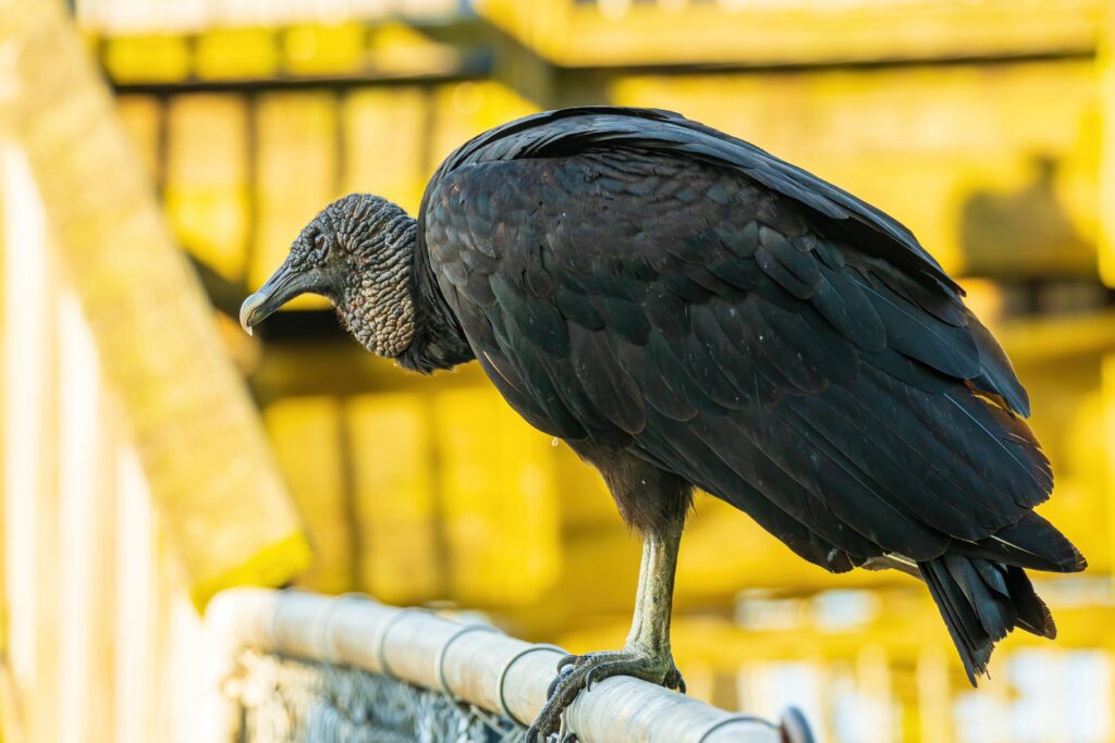 Photo of a black vulture perched on the top of a metal fence