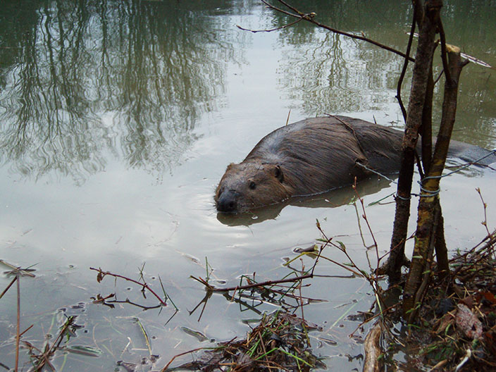 A photo of a beaver swimming in a pond
