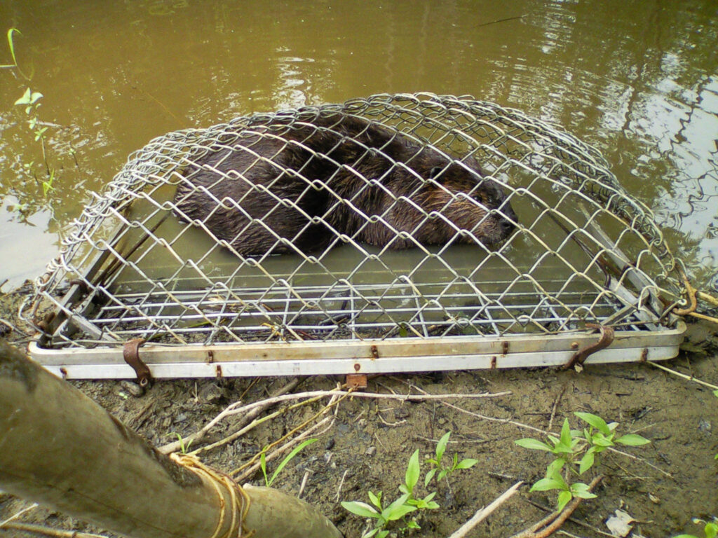 Photo of a beaver caught in a live trap in the water