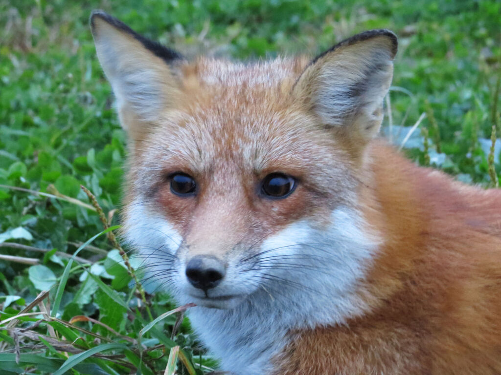 Photo of red fox sitting in grass.