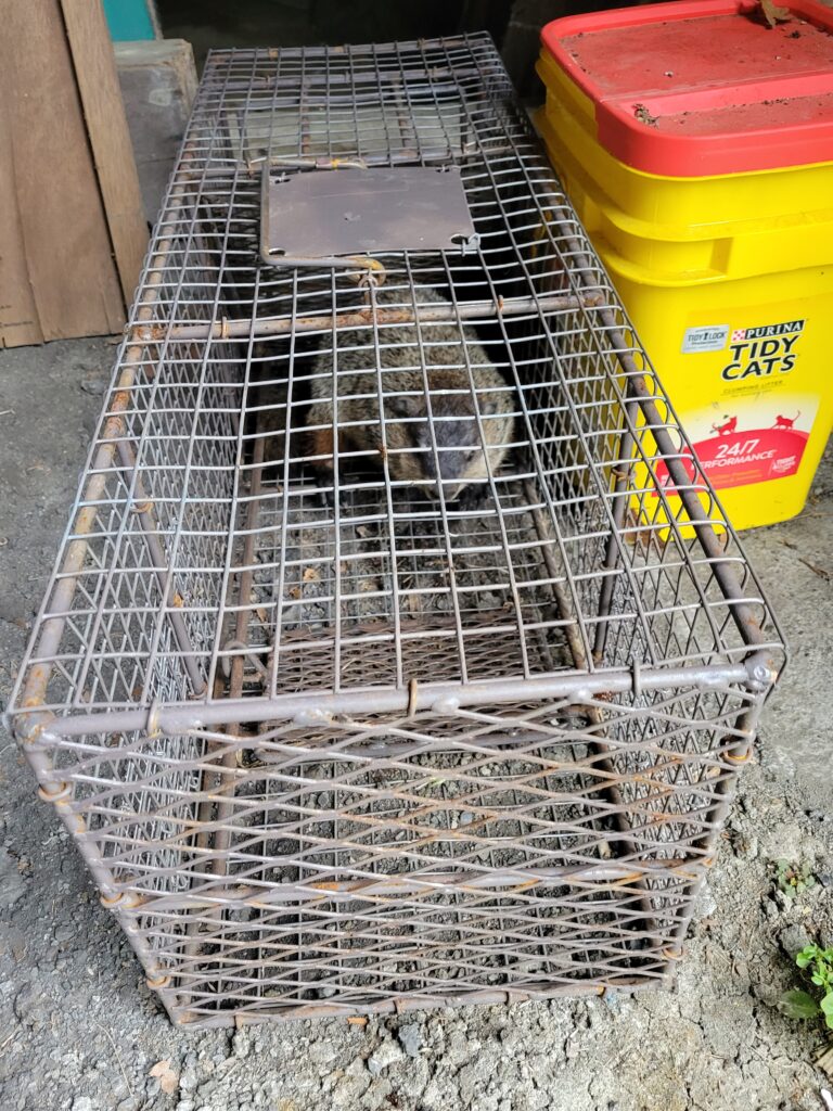 Photo of a groundhog in a livetrap