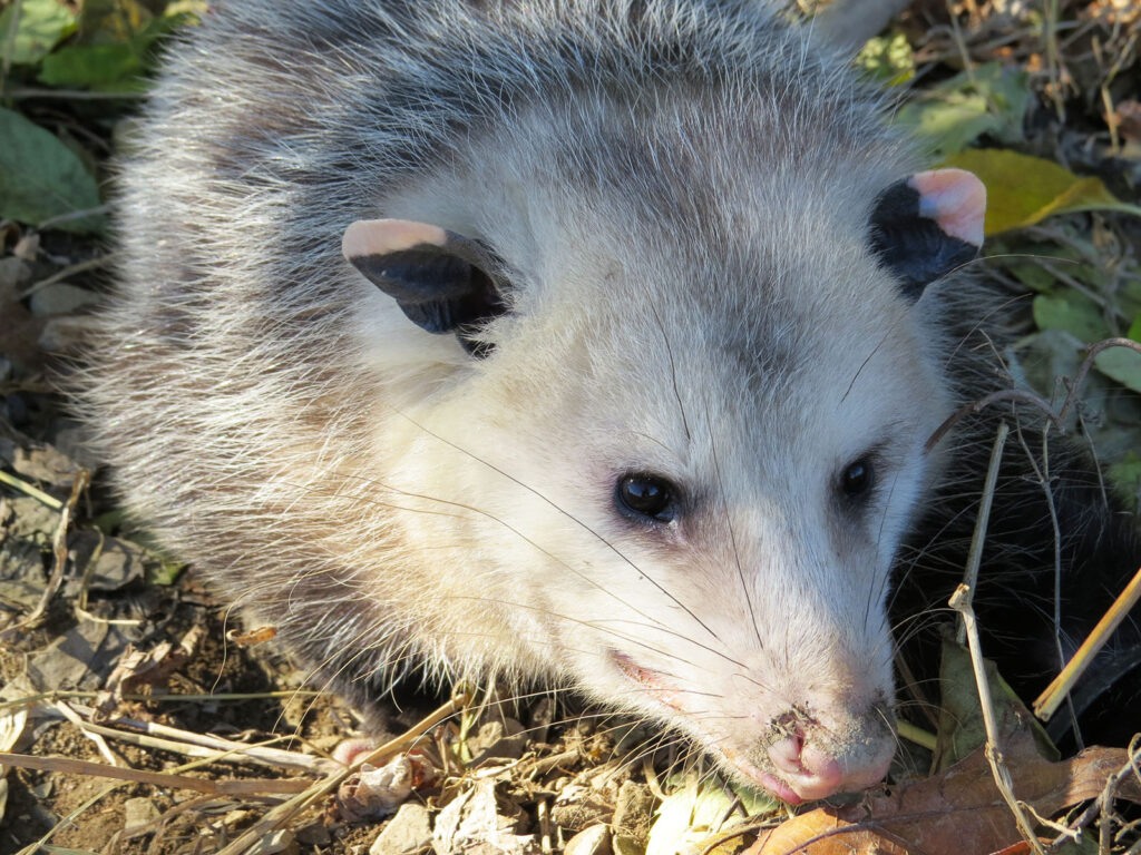 Photo of an opossum sitting in grass and looking off to the side.