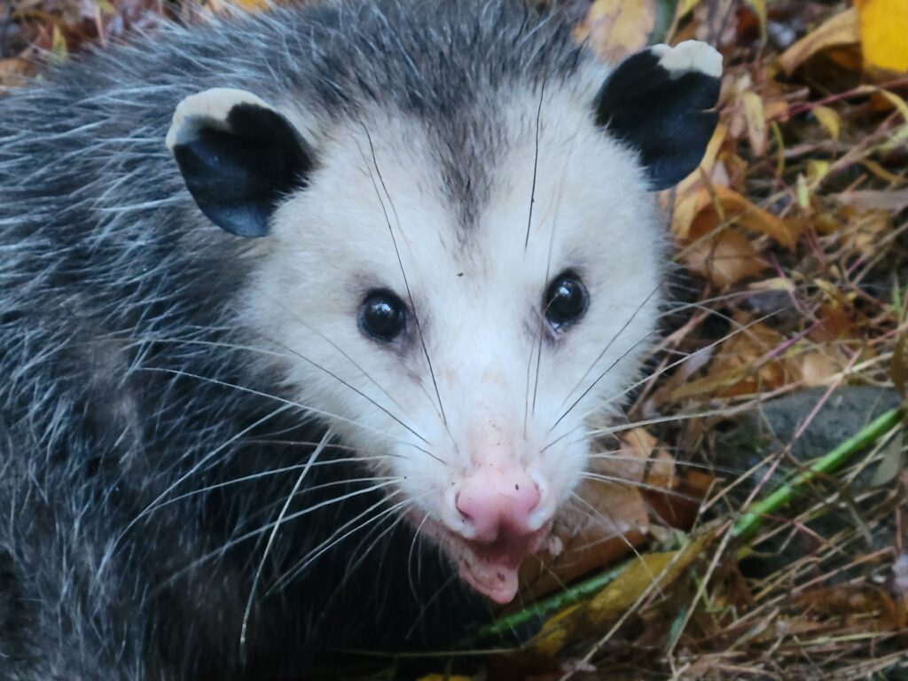 Photo of an opossum sitting in the grass and looking at the camera.