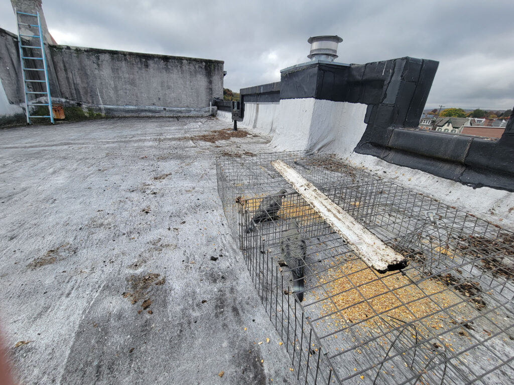 Photo of pigeons on a roof caught in a live trap.