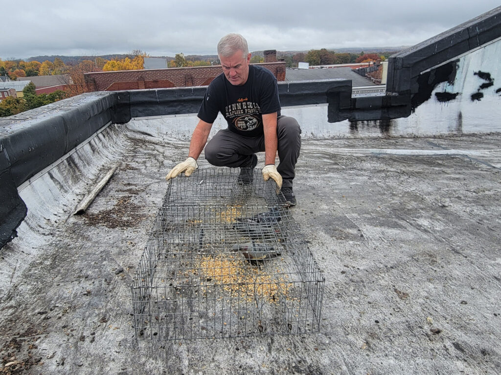 Photo of Dan opening a pigeon trap on a roof.