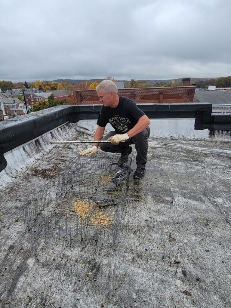 Photo of Dan opening a pigeon trap on a roof.