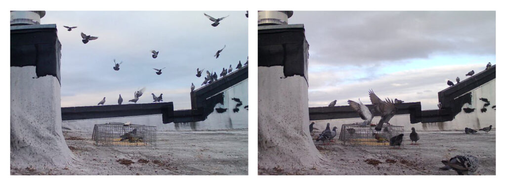 Two photos side-by-side of pigeons on a rooftop. Some are flying and some are sitting.