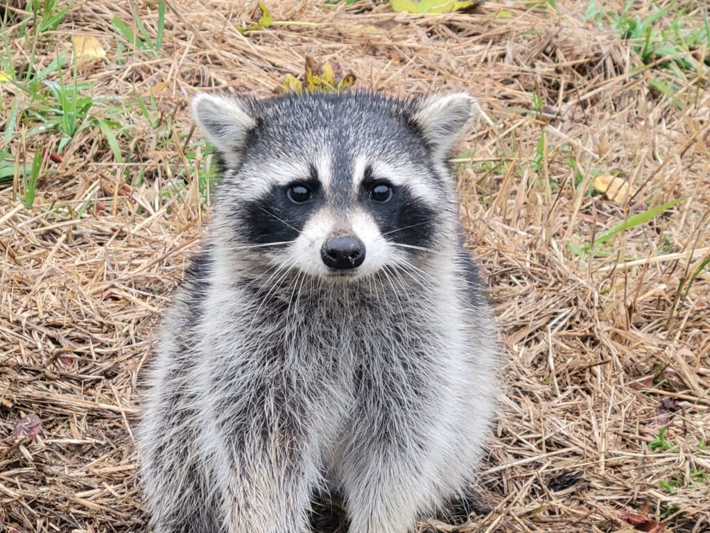 Photo of a raccoon sitting in dry grass and looking at the camera.