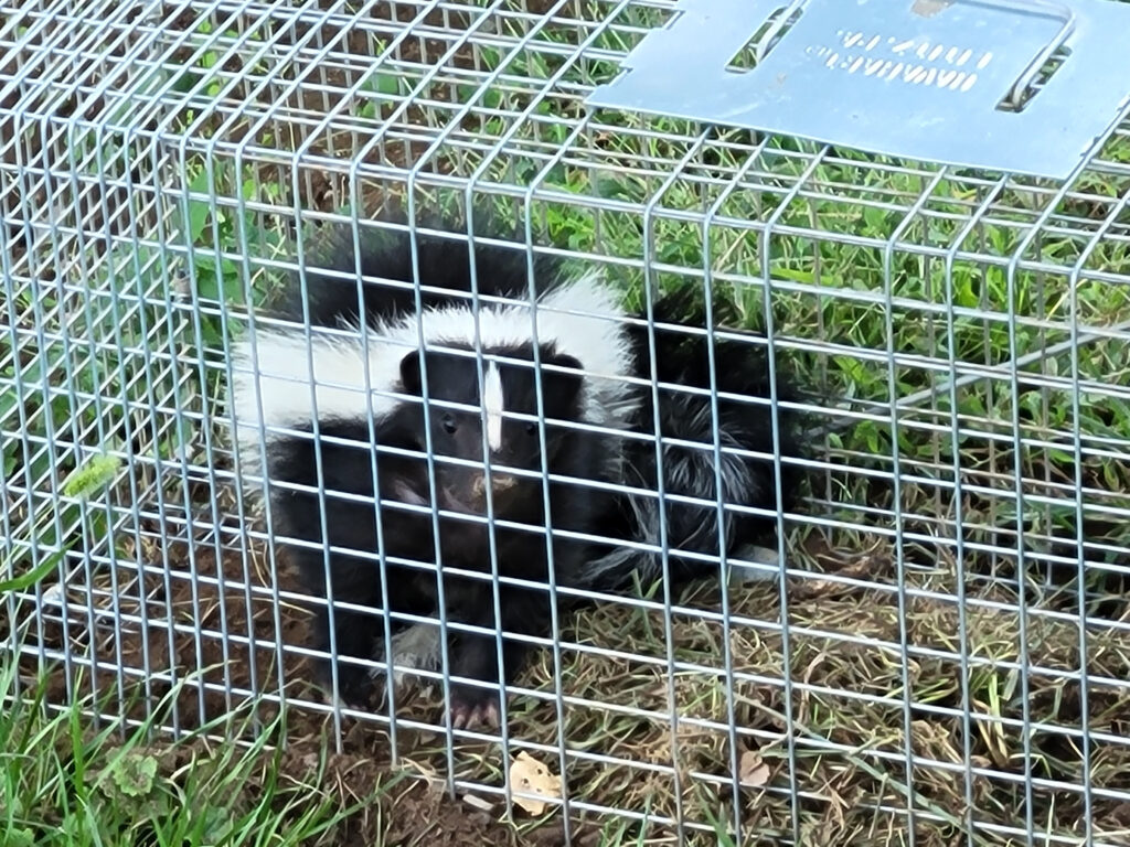 Photo of a skunk caught in a live trap