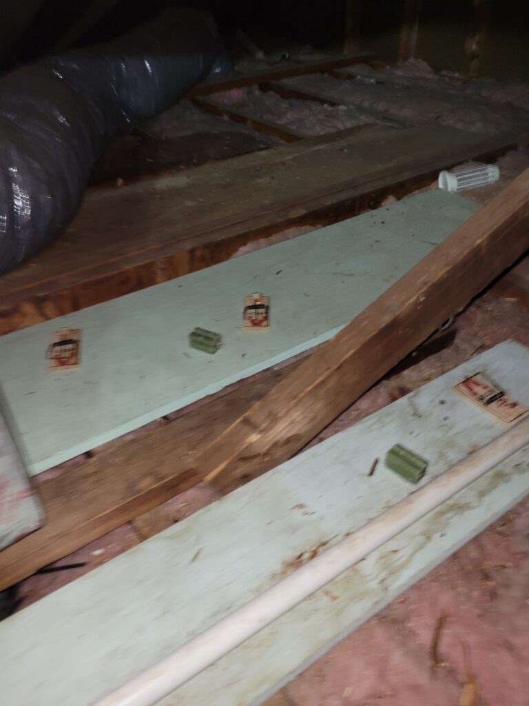 A photo of the attic and some baited wooden snap traps.