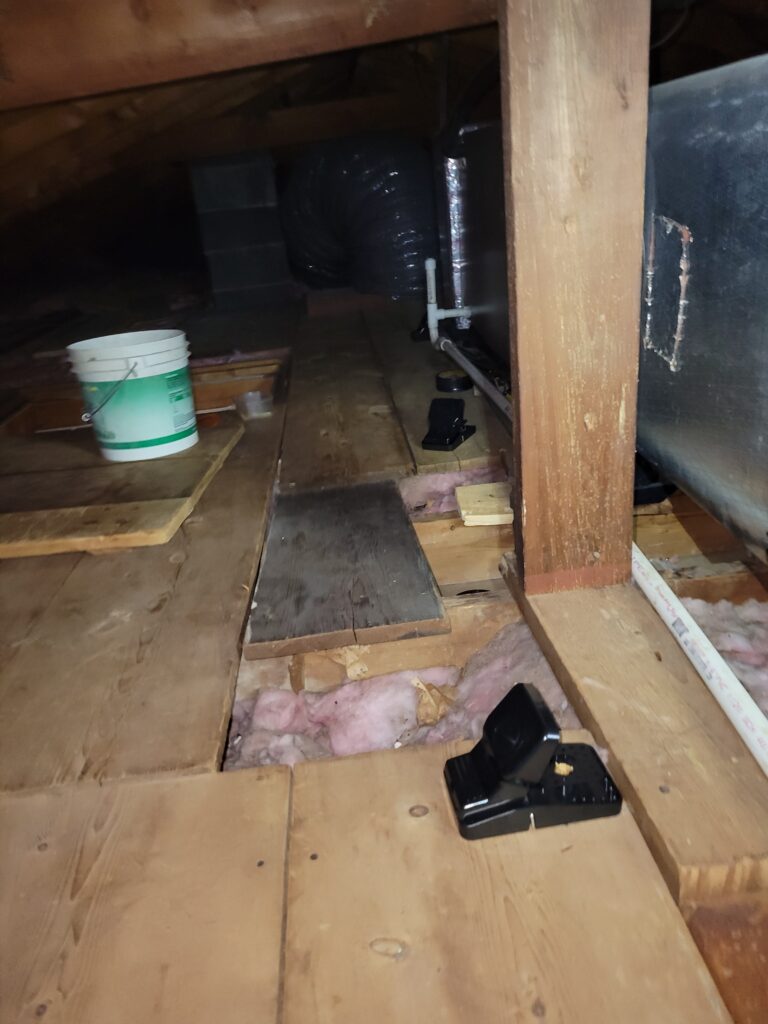 A photo of the attic and some baited black snap traps.