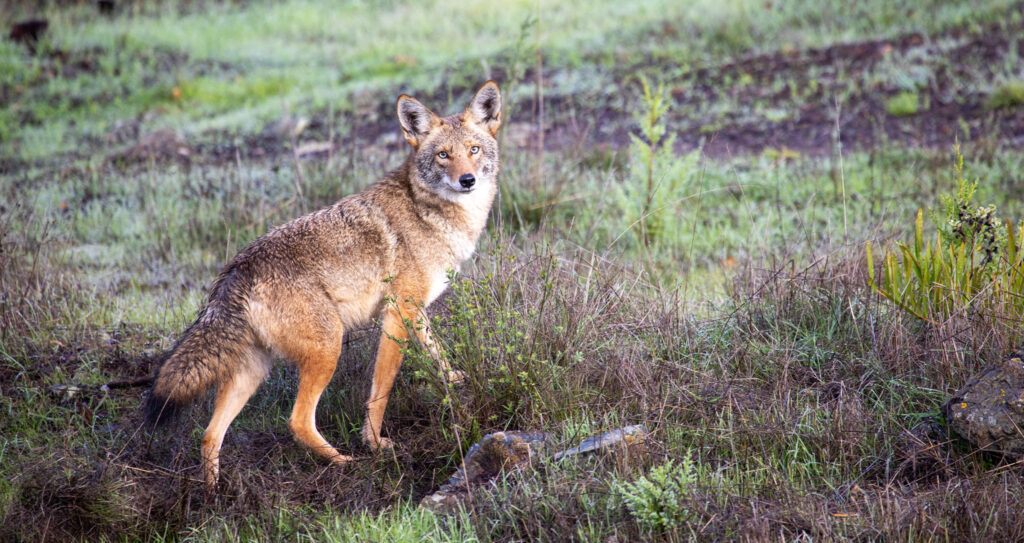 A photo of a coyote in the grass
