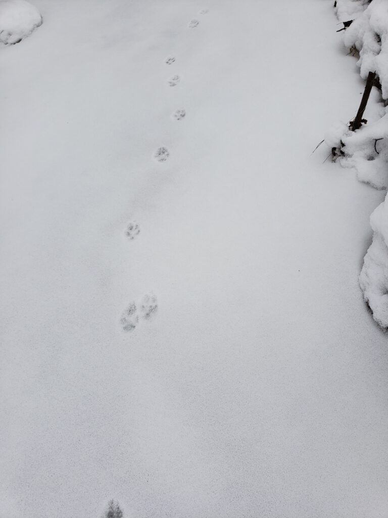 Photo of coyote tracks in the snow