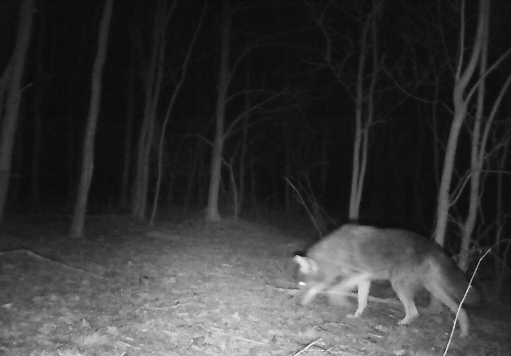 A photo of a coyote in the woods taken at night with a trail camera.