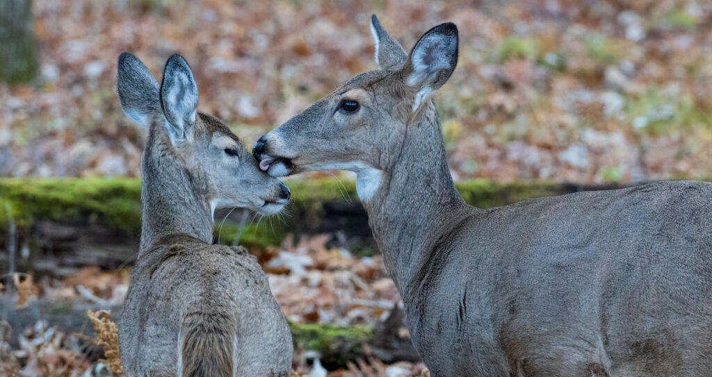Photo of two white tailed deer together in the woods. One is licking the other on the nose.