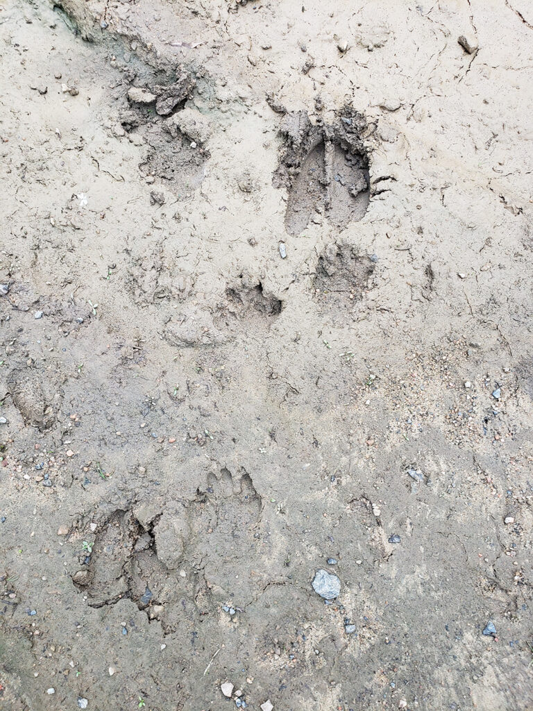 A photo of deer and raccoon tracks in the dirt