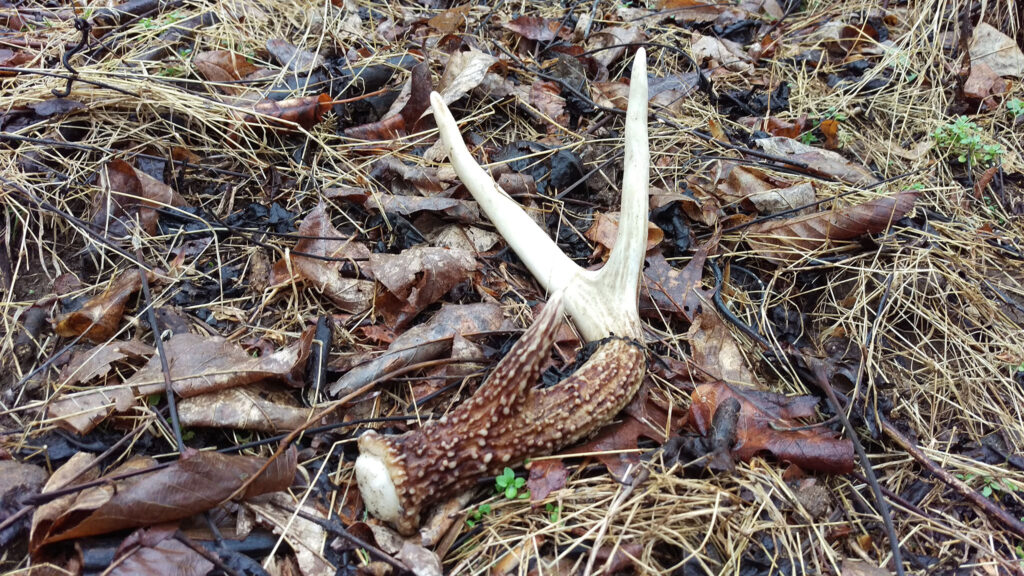 A photo of an antler piece that has been shed.