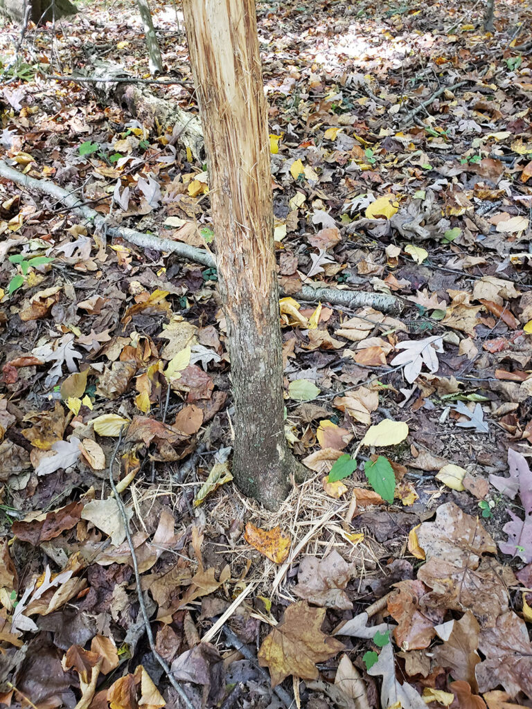 A photo of a tree with bark rubbed off from a buck shedding his antlers.
