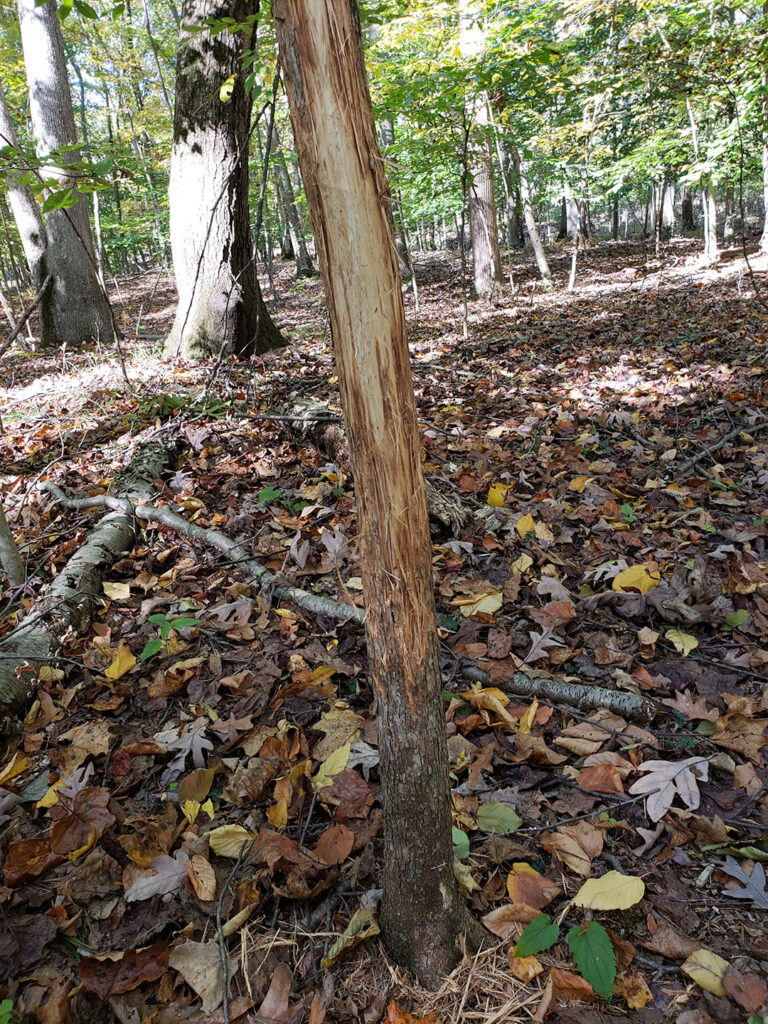 A photo of a tree with bark rubbed off from a buck shedding his antlers.