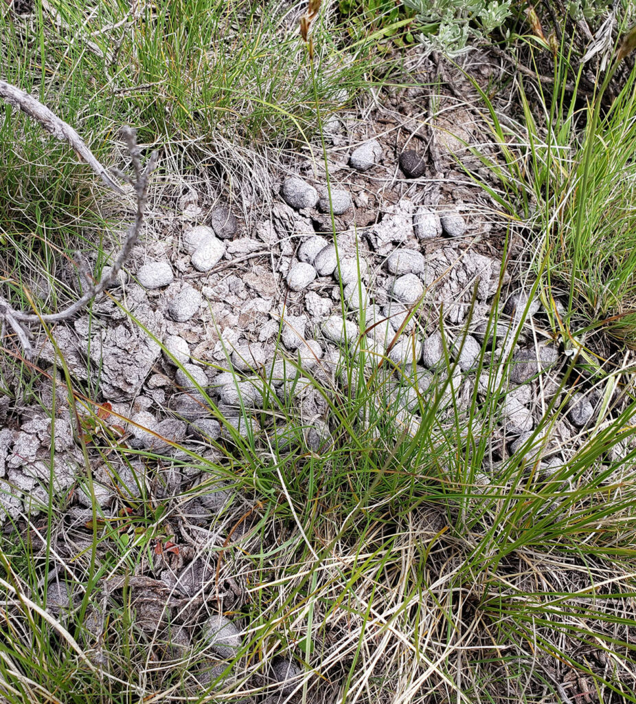 A photo of elk scat in the dirt.