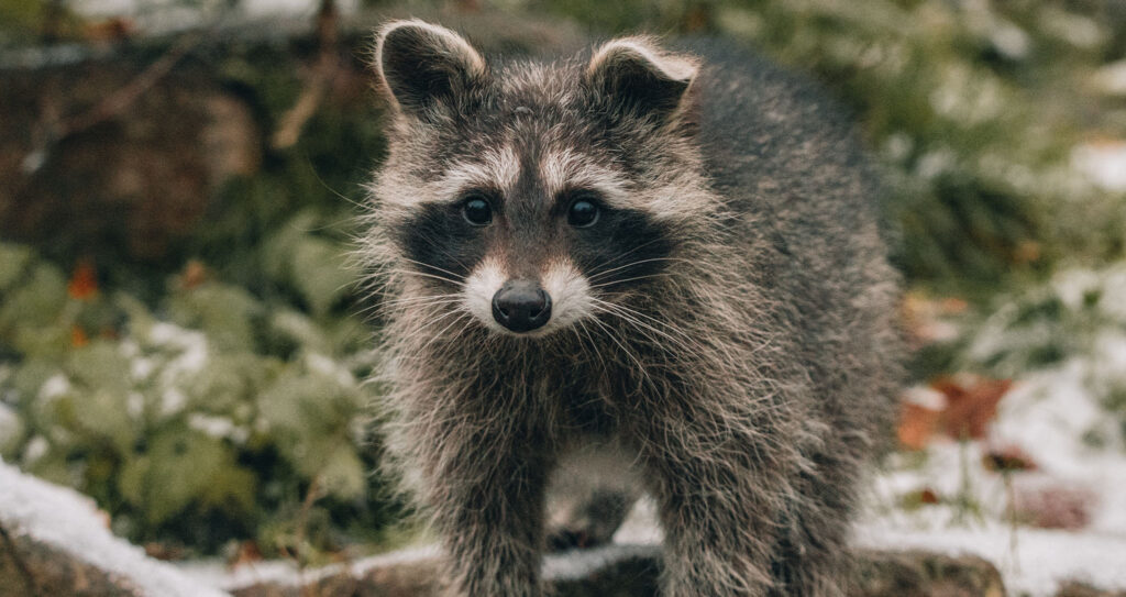 A photo of a raccoon in the woods.