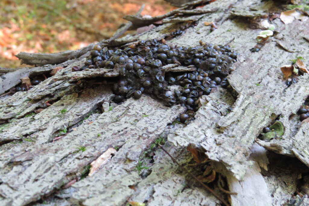 A photo of raccoon scat piled in a tree.