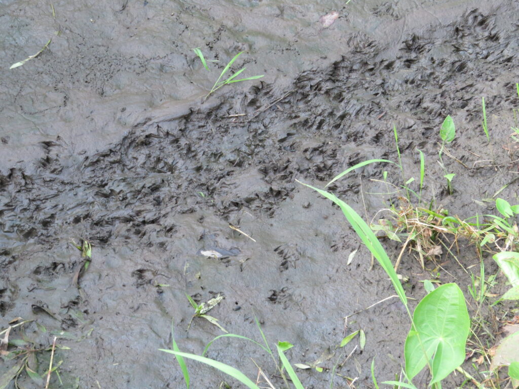 A photo of lots of raccoon footprints making a raccoon trail in the mud.