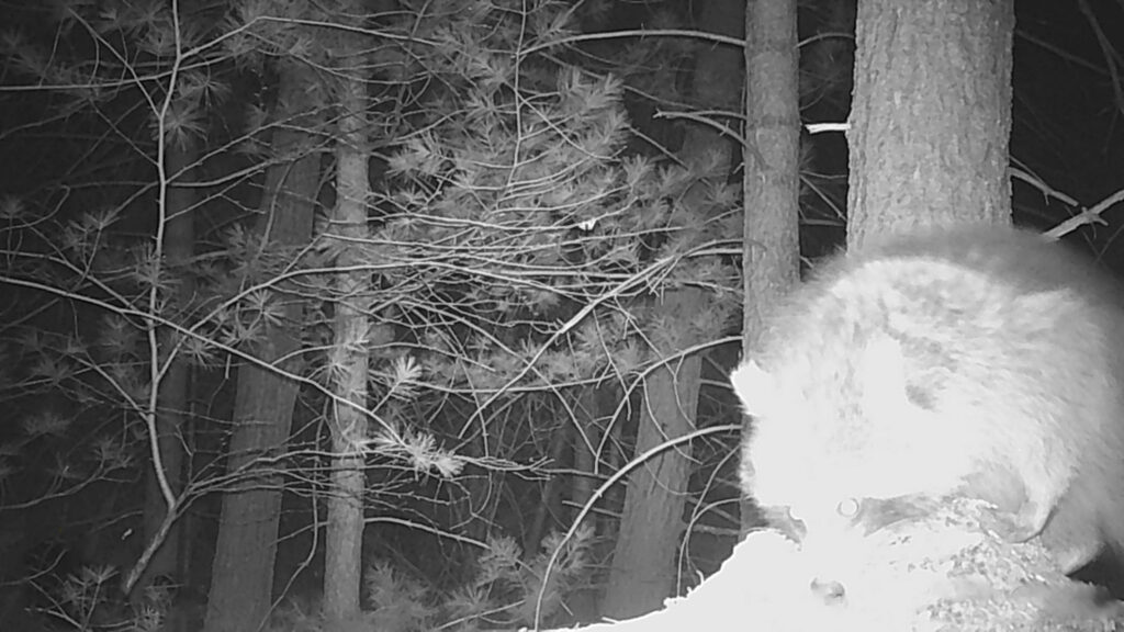 A photo of a raccoon in the woods taken at night with a trail camera.