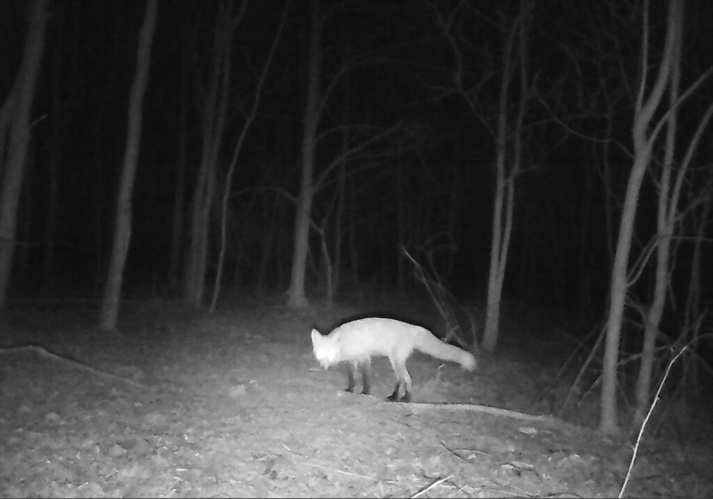 A photo of a red fox in the woods taken at night with a trail camera.