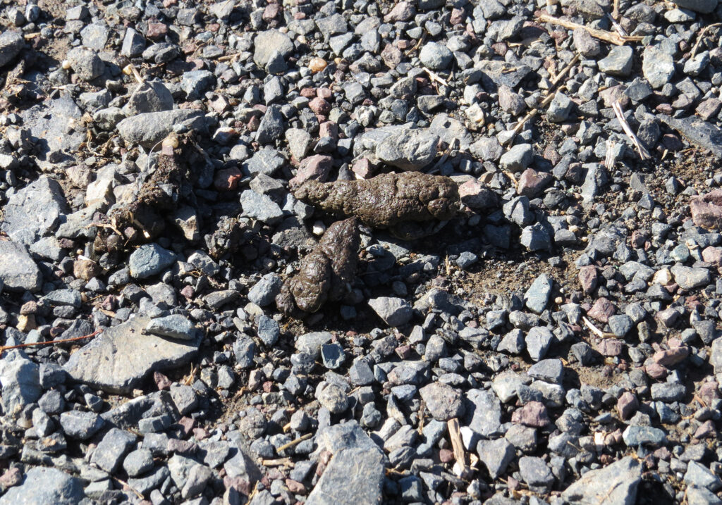 A photo of red fox scat on rocks.