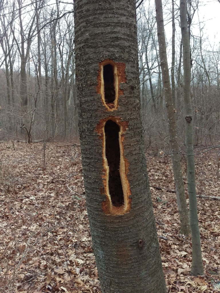 A photo of a tree in the woods with two large, vertical holes carved out by a pileated woodpecker.