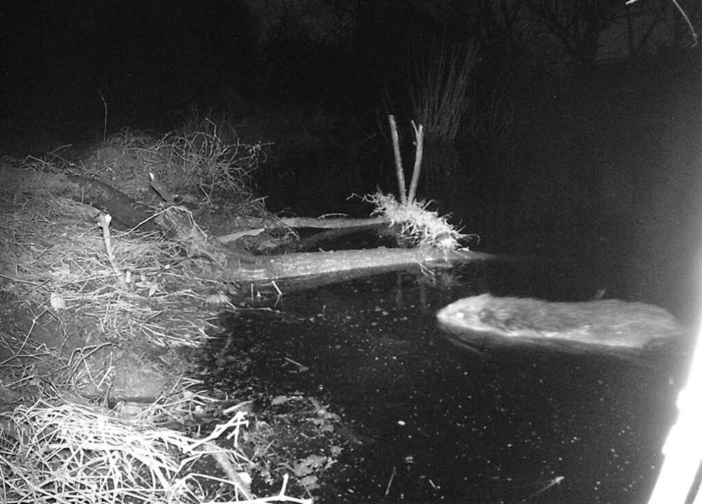 A photo of a beaver in the water taken at night with a trail camera.