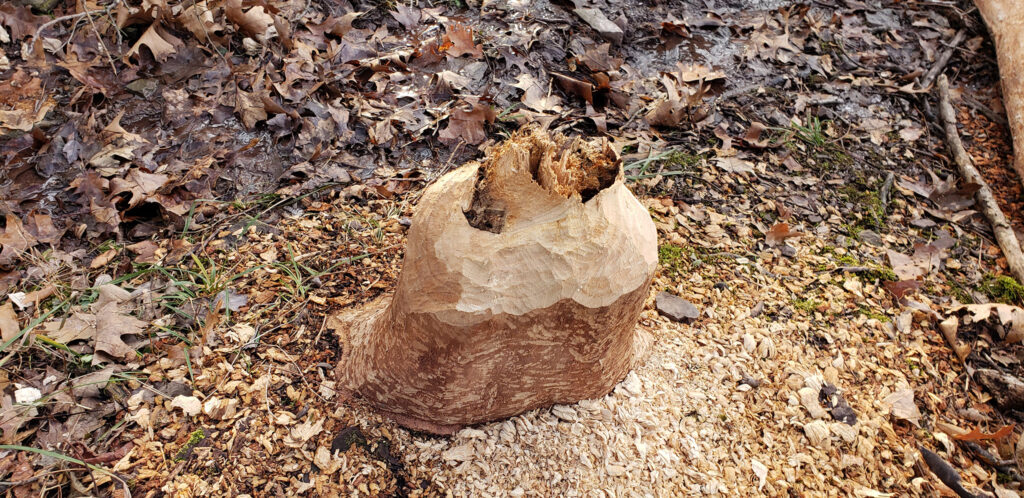 A photo of a damaged tree stump with tooth marks from a beaver.