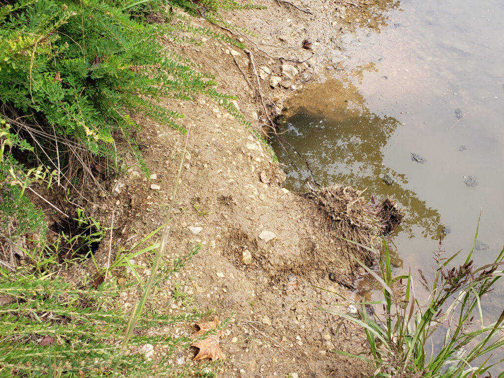 A photo of a hole dug in the bank of a body of water, showing a beaver bank den opening.