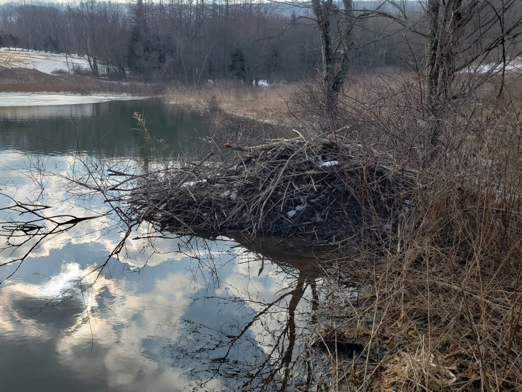 A photo of a beaver lodge on a body of water. The lodge looks like a large pile of sticks.