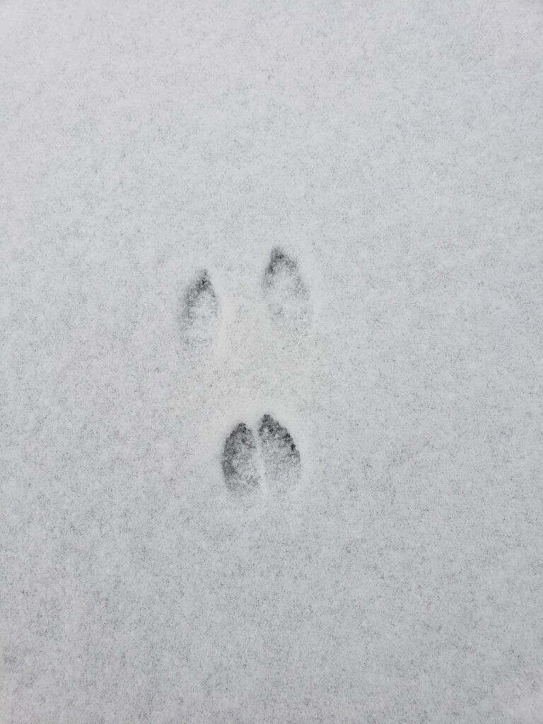 A photo of rabbit tracks in the snow.