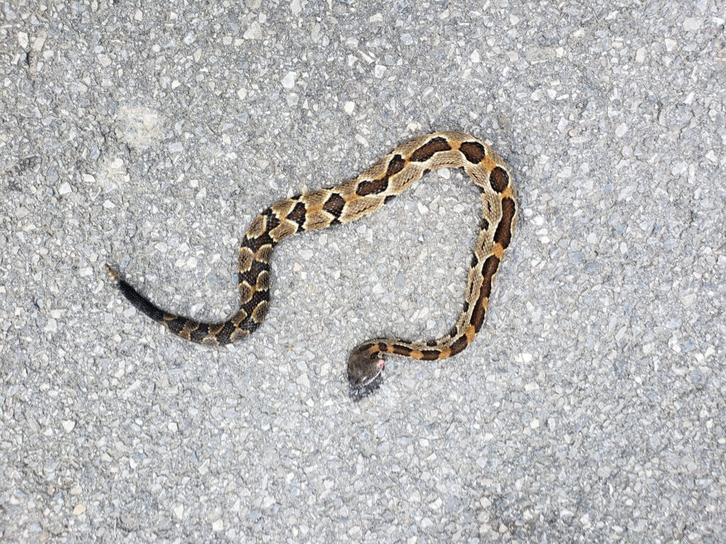 A photo of an eastern timber rattle snake on the ground.
