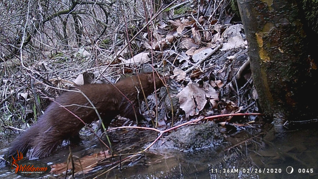 A photo of a mink in the water, taken by a trail camera.
