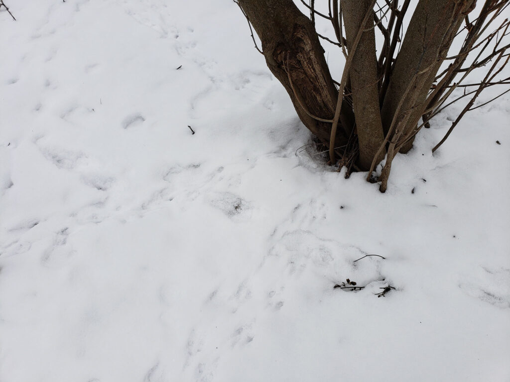 A photo of mouse tracks in the snow.
