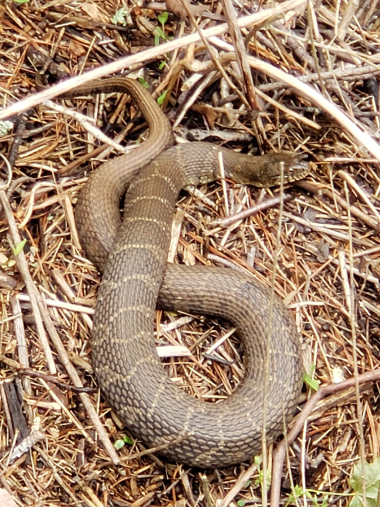 A photo of a northern water snake.