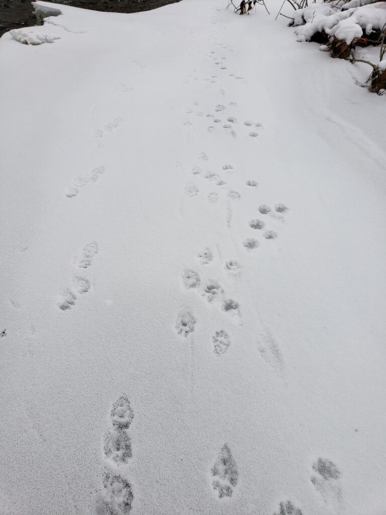 A photo of otter tracks in the snow.